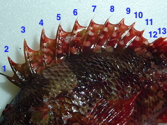 f:id:fishinfish2010:20120410171310j:image