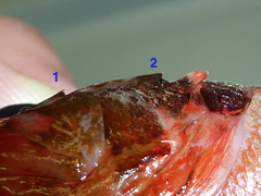 f:id:fishinfish2010:20120410171311j:image