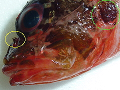f:id:fishinfish2010:20120410171312j:image