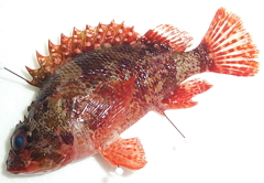 f:id:fishinfish2010:20120410171313j:image