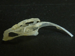 f:id:fishinfish2010:20120418164942j:image