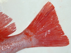 f:id:fishinfish2010:20120418174807j:image f:id:fishinfish2010:20120418174807j:image