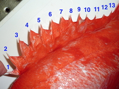 f:id:fishinfish2010:20120418174808j:image f:id:fishinfish2010:20120418174808j:image
