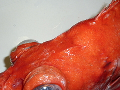 f:id:fishinfish2010:20120418174810j:image f:id:fishinfish2010:20120418174810j:image