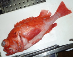 f:id:fishinfish2010:20120418174811j:image f:id:fishinfish2010:20120418174811j:image