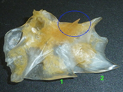 f:id:fishinfish2010:20120420173335j:image f:id:fishinfish2010:20120420173335j:image