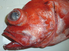 f:id:fishinfish2010:20120420173728j:image f:id:fishinfish2010:20120420173728j:image