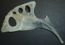 f:id:fishinfish2010:20120423144124j:image f:id:fishinfish2010:20120423144124j:image