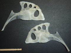 f:id:fishinfish2010:20120423144125j:image f:id:fishinfish2010:20120423144125j:image