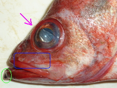 332 アラスカメヌケ 新 魚のサカナ 鯛のタイ 図鑑 引越中