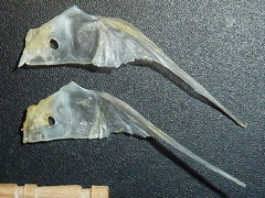 335 ホシガレイ 新 魚のサカナ 鯛のタイ 図鑑 引越中 335 ホシガレイ 新 魚のサカナ 鯛のタイ 図鑑 引越中