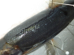 f:id:fishinfish2010:20120921134312j:image f:id:fishinfish2010:20120921134312j:image