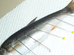 f:id:fishinfish2010:20120921134313j:image f:id:fishinfish2010:20120921134313j:image