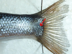 f:id:fishinfish2010:20120921134314j:image f:id:fishinfish2010:20120921134314j:image