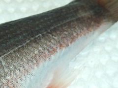 f:id:fishinfish2010:20120921134315j:image f:id:fishinfish2010:20120921134315j:image
