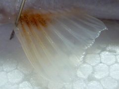 f:id:fishinfish2010:20120921134316j:image f:id:fishinfish2010:20120921134316j:image