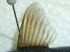 f:id:fishinfish2010:20120921134317j:image f:id:fishinfish2010:20120921134317j:image