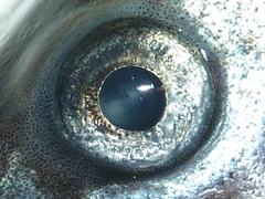 f:id:fishinfish2010:20120921134318j:image f:id:fishinfish2010:20120921134318j:image