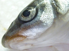 f:id:fishinfish2010:20120921134319j:image f:id:fishinfish2010:20120921134319j:image