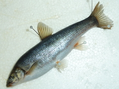 f:id:fishinfish2010:20120921134320j:image f:id:fishinfish2010:20120921134320j:image