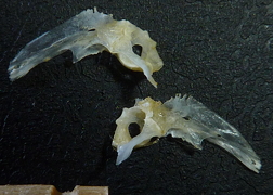 f:id:fishinfish2010:20121017175216j:image f:id:fishinfish2010:20121017175216j:image