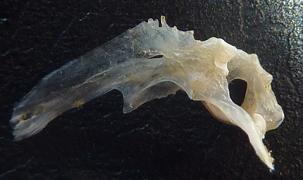 f:id:fishinfish2010:20121017175409j:image f:id:fishinfish2010:20121017175409j:image