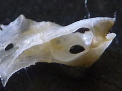 f:id:fishinfish2010:20121017180003j:image f:id:fishinfish2010:20121017180003j:image