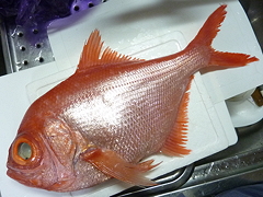 362 ナンヨウキンメ 新 魚のサカナ 鯛のタイ 図鑑 引越中