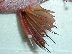 f:id:fishinfish2010:20121117142230j:image