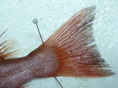 f:id:fishinfish2010:20121117142231j:image