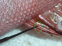 f:id:fishinfish2010:20121117142232j:image