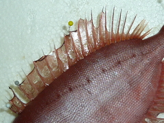 f:id:fishinfish2010:20121117142233j:image