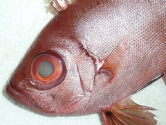 f:id:fishinfish2010:20121117142234j:image