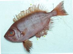 f:id:fishinfish2010:20121117142235j:image