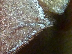 f:id:fishinfish2010:20121120111949j:image