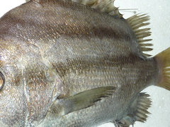 f:id:fishinfish2010:20130202173616j:image