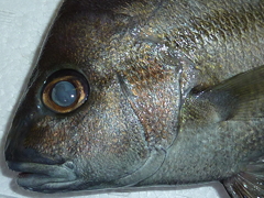 f:id:fishinfish2010:20130202173619j:image