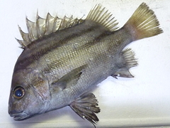 f:id:fishinfish2010:20130202173620j:image