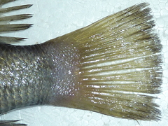 f:id:fishinfish2010:20130213153142j:image