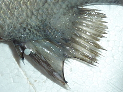 f:id:fishinfish2010:20130213153143j:image