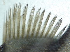 f:id:fishinfish2010:20130213153144j:image