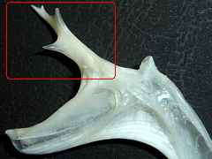 f:id:fishinfish2010:20130214153840j:image