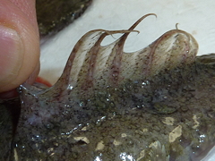 f:id:fishinfish2010:20130214153842j:image