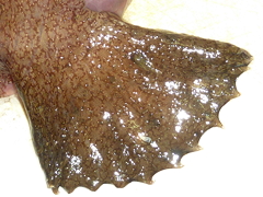 f:id:fishinfish2010:20130214153843j:image