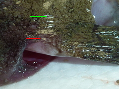 f:id:fishinfish2010:20130214153844j:image