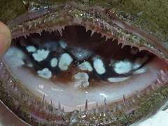 f:id:fishinfish2010:20130214153845j:image