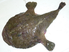 f:id:fishinfish2010:20130214153847j:image