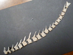 f:id:fishinfish2010:20130214154314j:image