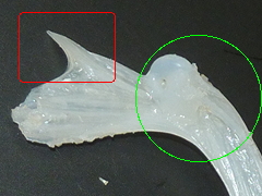 f:id:fishinfish2010:20130214154556j:image