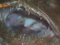 f:id:fishinfish2010:20130214154600j:image